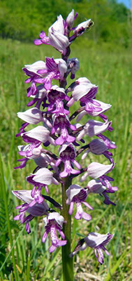 Coteau de Chartèves orchidée