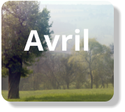 Avril