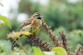 coteau de Chartèves bruant zizi
