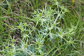 coteau de Chartèves Eryngium campestre