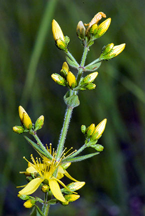 Coteau de Chartèves Hypericum hirsutum