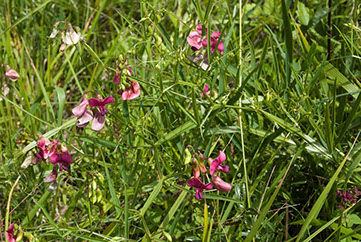 Coteau de Chartèves Lathyrus sylvestris
